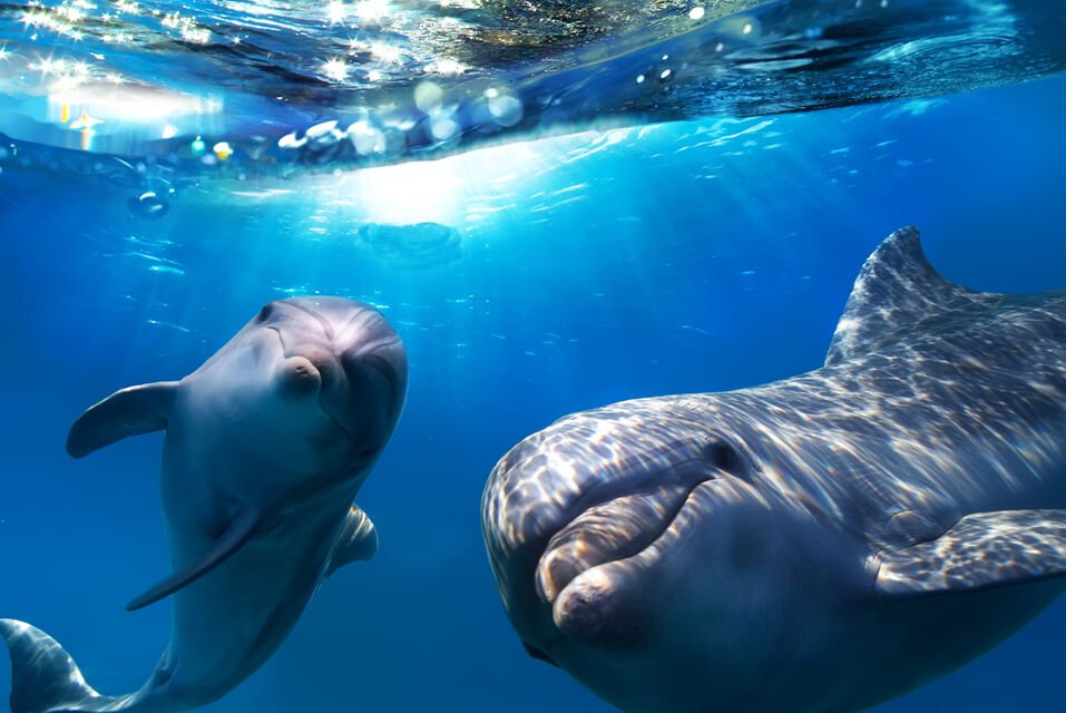 excursion en bateau à fond de verre pour voir et repérer les dauphins et baleines et autres espèces marines à grande canarie
